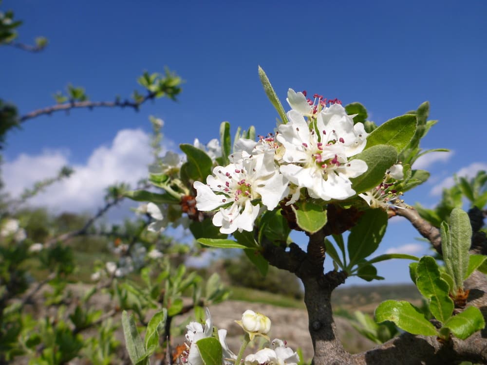 Entschleunigen: Blüte