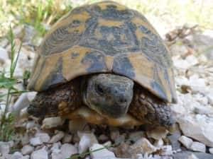 Entschleunigen wie eine Schildkröte